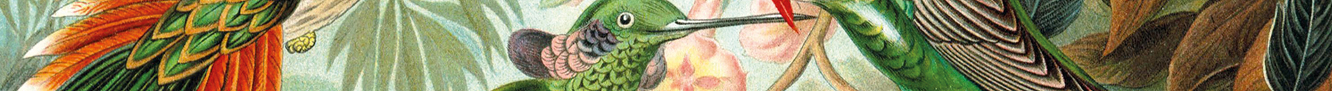 Cut-out of the Art of Nature print depicting hummingbirds and all kinds of greenery.